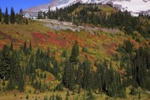 Colores de otoño en Mt. Parque Nacional Rainier - foto de stock