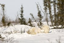 Ours polaire avec ourson — Photo de stock