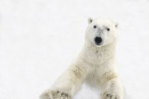Kurioser Eisbär — Stockfoto