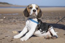Beagle cachorro tendido en la arena - foto de stock