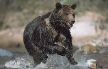 Feuchter Grizzlybär — Stockfoto