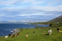 Vacas pastando a lo largo de costa - foto de stock