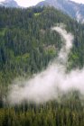 Nebel am Berghang mit Bäumen — Stockfoto