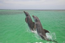 Dos delfines nariz de botella - foto de stock