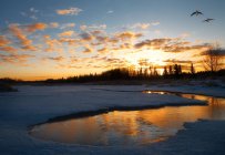 Lago al tramonto e uccelli — Foto stock