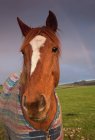 Porträt eines Pferdes mit Regenbogen — Stockfoto
