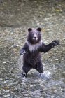 Filhote de urso grisalho jovem — Fotografia de Stock