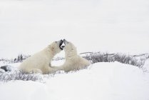 Two Polar Bears — Stock Photo