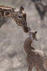 Giraffe che toccano naso a naso — Foto stock