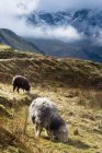 Herdwick pecore al pascolo — Foto stock