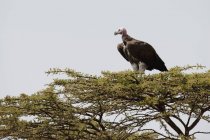 Vogel sitzt im Baum — Stockfoto