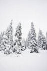 Neve tampado árvores no inverno — Fotografia de Stock