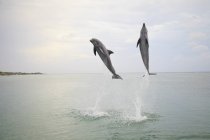 Два бутылконосых дельфина — стоковое фото