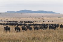 Herd Of Blue Wildebeests — Stock Photo