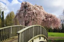 Blüht auf Bäumen im Frühling — Stockfoto