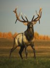 Elk standing on field — Stock Photo