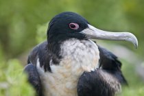 Grande Frigatebird ao ar livre — Fotografia de Stock