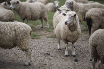 Moutons debout sur le sol — Photo de stock