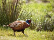 Pheasant bird walking — Stock Photo
