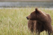 Grizzli brun mangeant des carex — Photo de stock