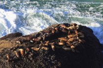 Leones marinos que yacen en la roca - foto de stock