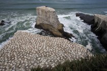 Gannet Colônia em rochas — Fotografia de Stock