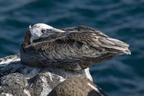 Pelicano descansando na rocha — Fotografia de Stock