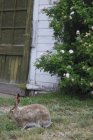 Кролик сидить на траві — стокове фото