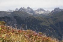 Польові квіти на гірський хребет — стокове фото