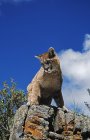 Молодий гірський лев — стокове фото