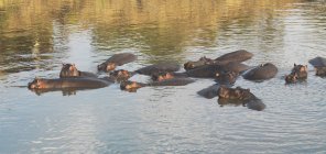 Hipopótamo nadando en el agua - foto de stock