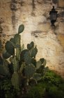 Cactus In Front Of The Alamo — Stock Photo