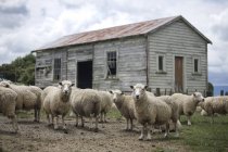 Вівці перед будівлею — стокове фото