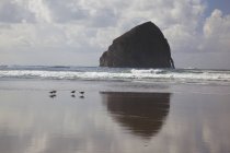 Aves na costa da areia — Fotografia de Stock