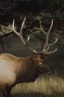 Elk toro de pie contra el árbol - foto de stock