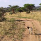 Leopard walking On Road — Stock Photo