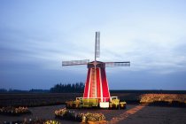 Windmill At The Tulip Fields — Stock Photo