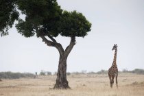 Girafa em pé na planície — Fotografia de Stock