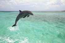 Bottlenose Dolphin Jumping — Stock Photo
