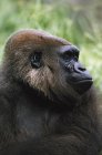 Gorilla-Profil-Porträt — Stockfoto