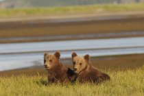 Два медведя-гризли — стоковое фото