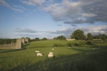 Pastagem de ovinos no prado — Fotografia de Stock