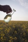 Jar of Canola Oil — стоковое фото
