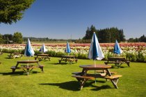 Tavoli e ombrelloni da picnic — Foto stock