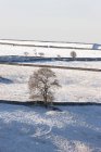 Зимний пейзаж со снежным полем — стоковое фото