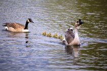 Dos gansos nadando - foto de stock