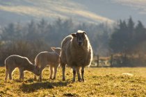 Pâturage des moutons dans les pâturages — Photo de stock