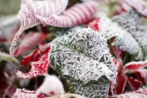 Froid hivernal sur les feuilles de poinsettia — Photo de stock