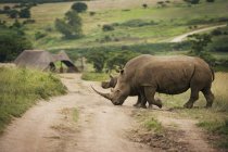 Rinoceronte caminhando no chão de terra — Fotografia de Stock