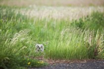 Owl In standing in tall grass — Stock Photo